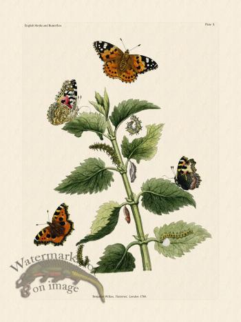 Wilkes Butterflies 005